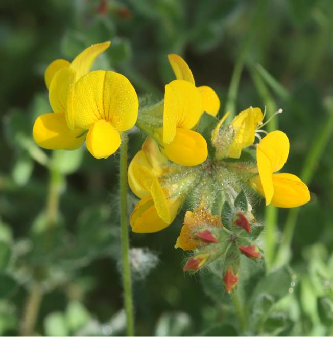 Lotus corniculatus?